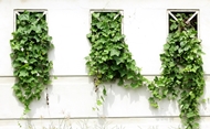 The white wall has ivy walls.